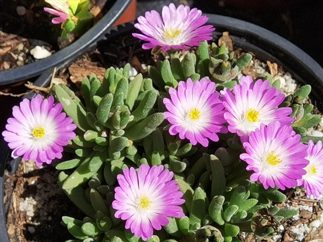 Delosperma cultivars & hybrides